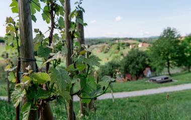 Weingarten im Weingarten-Resort Unterlamm Loipersdorf