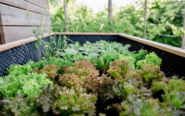Hochbeet mit Salat und Kräutern