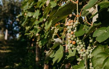 Weintrauben an den Reben des Winzers Uhudler