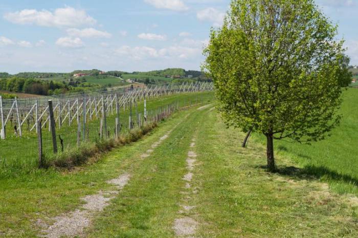 wanderurlaub-jahrestag-steiermark-weingarten-resort