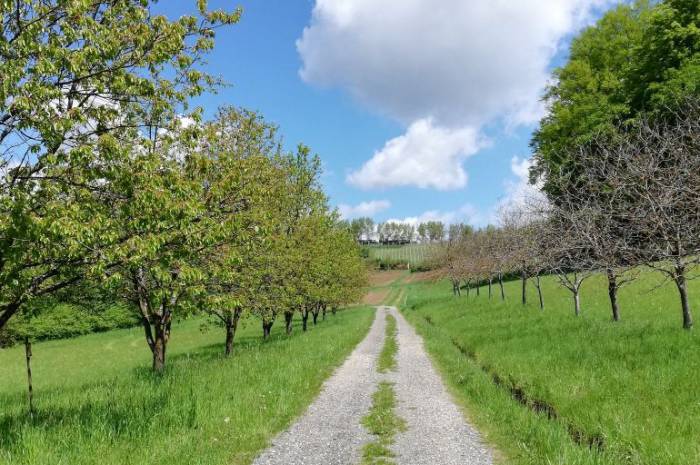 hotel-zum-wandern-steiermark-weingarten-resort