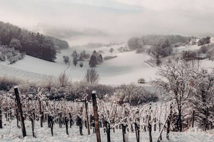 silvester-neujahr-weinberg-weingarten-resort