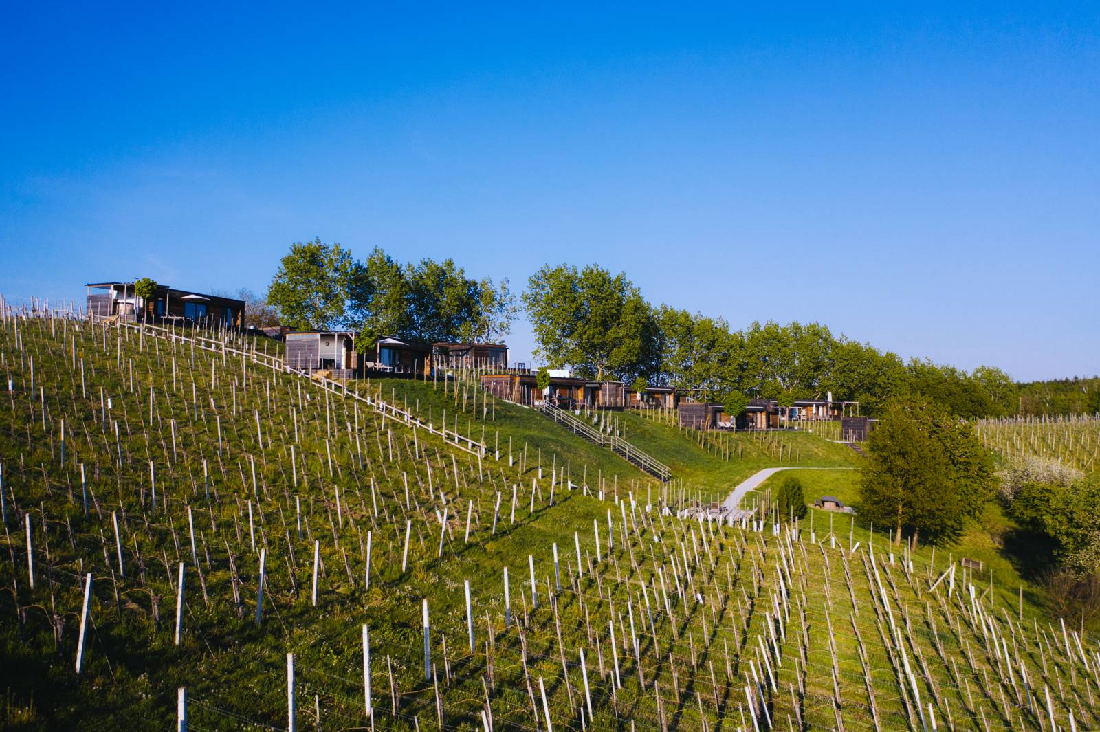 Wohnen im Weinberg Symbolfoto
