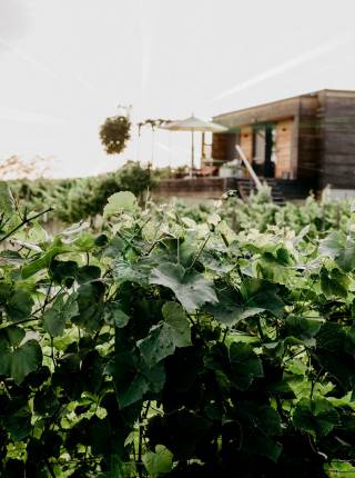 Hundefreier Urlaub im Weingarten-Resort Unterlamm Loipersdorf Symbolfoto