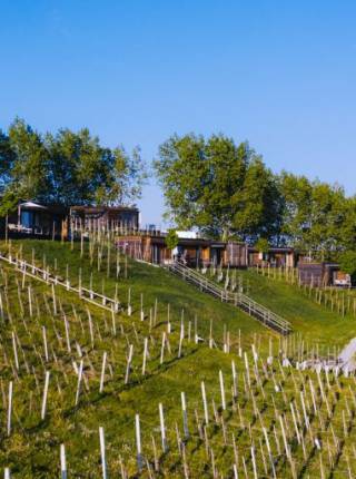 Frühlingserwachen im Weinberg Symbolfoto
