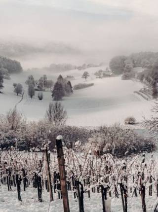 Silvester und Neujahr im Weinberg Symbolfoto