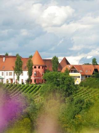 Frühlingserwachen 2026 im Weinschloss Thaller – Frühlings-Genuss & Übernachten im Weingarten-Resort Symbolfoto