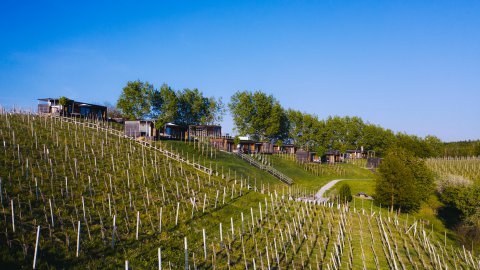 Wohnen im Weinberg, Bild 1/1