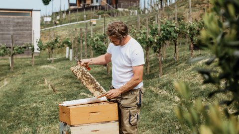 Grüner Urlaub in der Steiermark, Bild 1/1