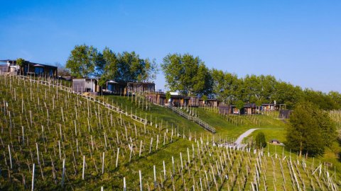 Frühlingserwachen im Weinberg, Bild 1/1