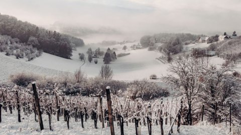 Silvester und Neujahr im Weinberg, Bild 1/1