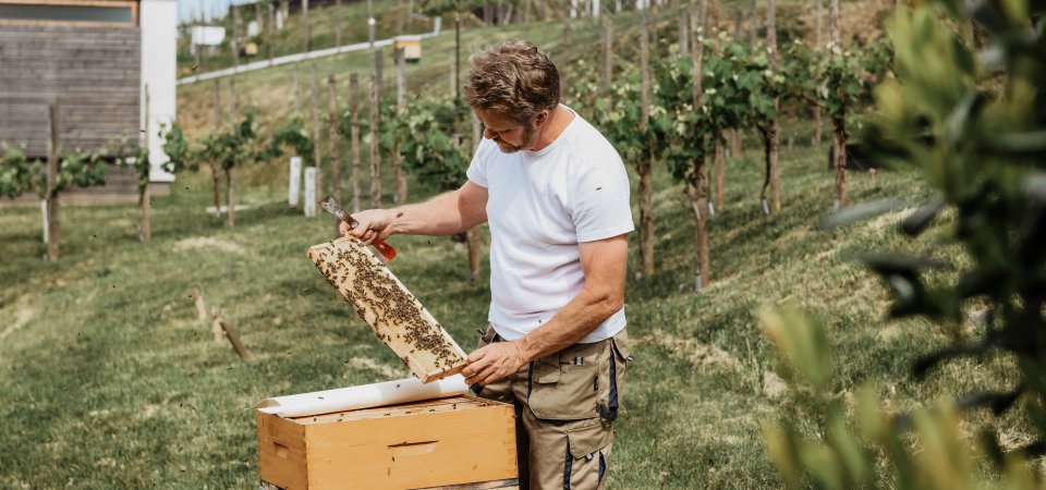 Grüner Urlaub in der Steiermark, Bild 1/1