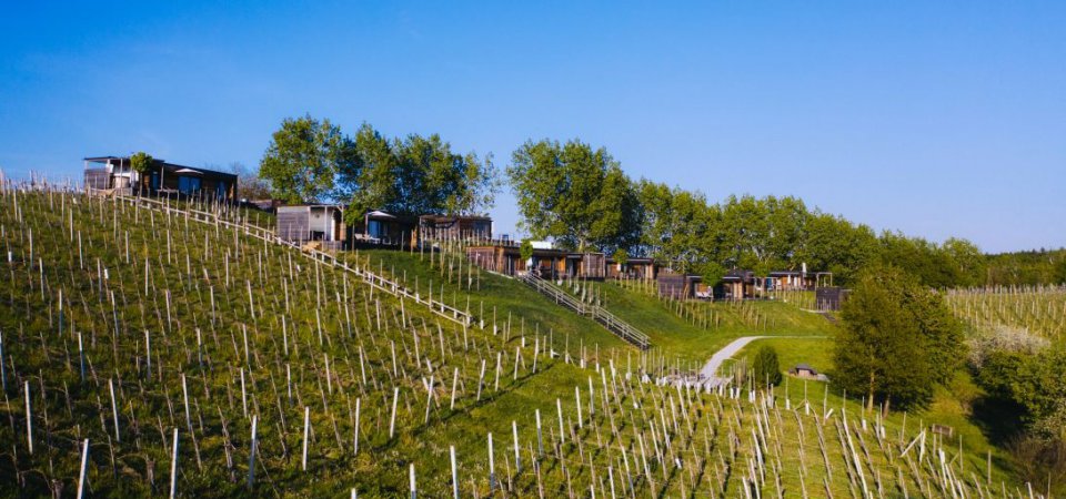 Frühlingserwachen im Weinberg, Bild 1/1