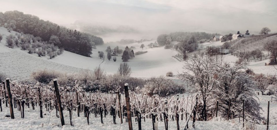 Silvester und Neujahr im Weinberg, Bild 1/1